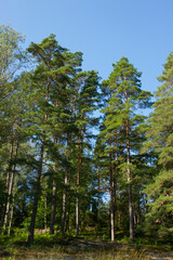 Fototapeta premium pine forest in the morning