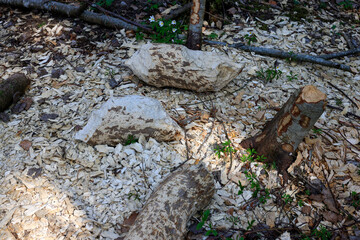 wildtierspuren im wald mit holzschnitzel