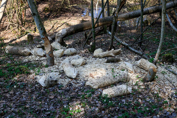 baum vom biber angefressen und zerstückelt in naturschutzgebiet holzschnitzel