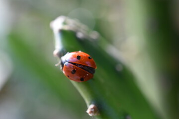 Obraz premium coccinelle rouge 