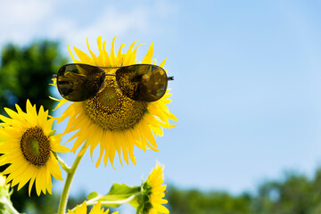 Sunflower wearing sunglasses with sky background