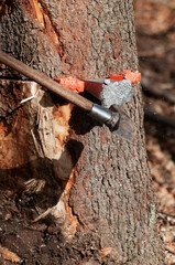 Detail of splitting maul axe hammering an aluminum wedge into the spruce tree