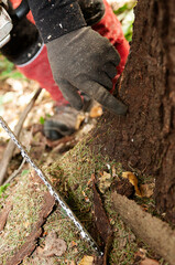 Close-up of forestry worker's left hand pointing at bark beetle damaged spruce tree with visible chainsaw