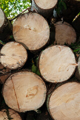 Close-up of stacked pile of spruce timber ready for transport
