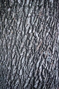 Downy oak bark, Quercus pubescens