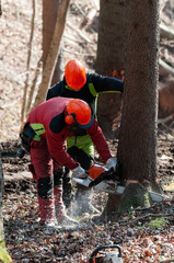 Couple of forestry workers making a preparation cut to spruce tree designated for felling