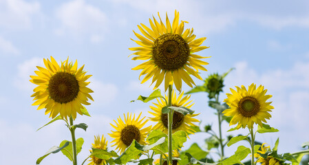 Sunflowers on background of cloudy sky