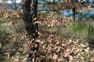 Marcescent leaves of a downy oak, Quercus pubescens