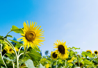 Sunflowers on background of blue sky
