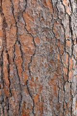 close-up on pine tree trunk. wooden background