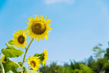 Group of sunflowers against blue sky