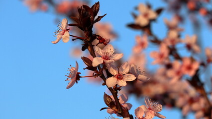 Albero fiorito, primavera