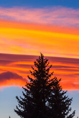 Fototapeta premium Breathtaking sunset over the trees