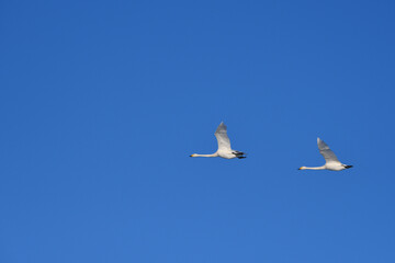 White swans flying in the blue sky