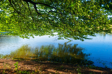 Fabulous landscape with Tsover lake and branch of the tree, Armenia