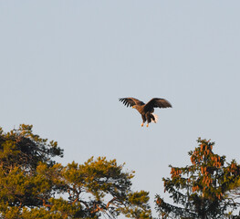 White tailed sea eagle landing