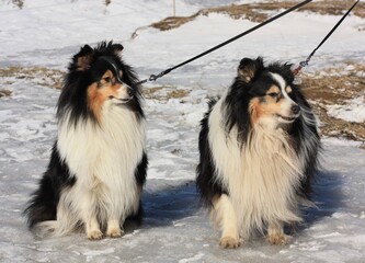 group of dogs