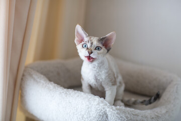 little Devon Rex kitten sits on a mat and says meow 