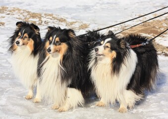 group of dogs