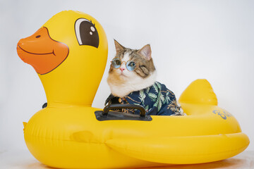 songkran and summer season concept with scottish cat wearing summer cloth and sunglasses and play on duck rubber ring