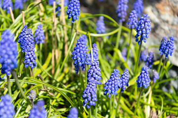 muscari flower blossoming. spring nature in bloom - obrazy, fototapety, plakaty