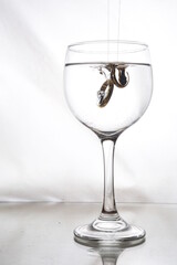 glass cup with white wine inside glass with water isolated on white background