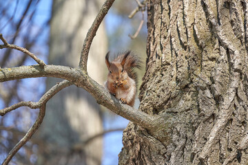 squirrel climbs a tree in the park