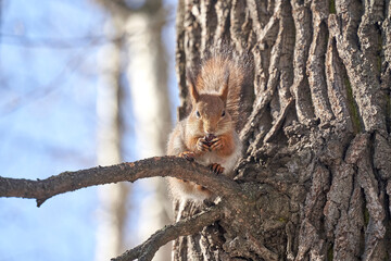 Naklejka na ściany i meble squirrel climbs a tree in the park