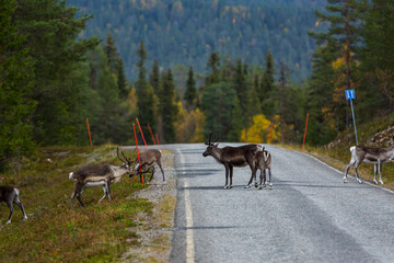 Fototapeta premium Reindeers in Autumn in Lapland, Northern Finland. Europe