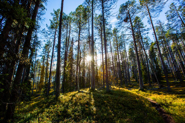 Obraz premium Autumn landscape in Yllas Pallastunturi National Park, Lapland, Finland
