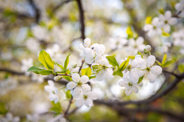 Obraz premium Beautiful branch of a flowering apple tree.