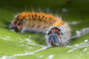 The caterpillar of Lasiocampa trifolii  lives primarily on grasses