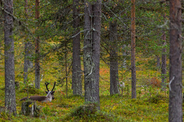 Reindeers in Autumn in Lapland, Northern Finland. Europe
