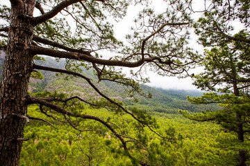 Obraz premium Spring in Cumbrecita, Caldera De Taburiente Nature Park, La Palma Island, Canary Islands, Spain