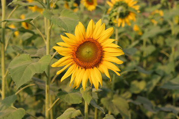 Obraz premium Beautiful sunflower on a sunny day with a natural background. Sunflower blooming close-up photo. Sunflower garden with leaves on a sunny day close-up photo. Yellow flower with green leaves sunshine.