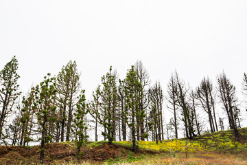 Fototapeta premium Burned forest in Caldera De Taburiente Nature Park, La Palma Island, Canary Islands, Spain