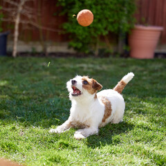 Pet Jack Russell dog watches eagerly, ready to jump up and catch  red ball dropping down towards it