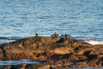 The great cormorant (Phalacrocorax carbo)