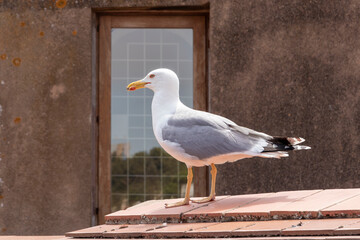 seagull on a roof