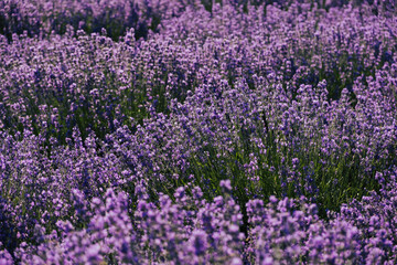 Naklejka premium Lavender bushes on the meadow in sunny summer day. Close-up of flower field background. 