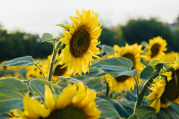 Close-up of blooming sunflower in a summer day. Concept of industry and agriculture.