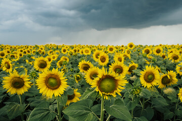 Sunflowers on a meadow with overcast sky on the background. Stormy sky over sunflower field. 