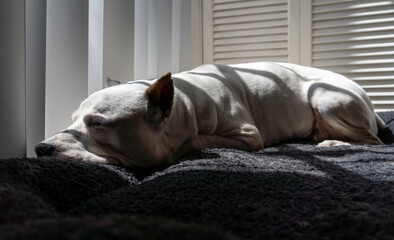 White pitbull dog sleeps on his bed soaking up the morning sun.
