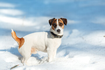 Portrait of Jack russell terrier in outdoor in winter. Dog is standing on the snow and looking at camera in sunny frosty day
