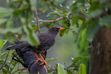 An interesting photo of a beautiful gray tropical bird with orange paws and an orange beak, with yellow eyes, sitting on a branch in the garden