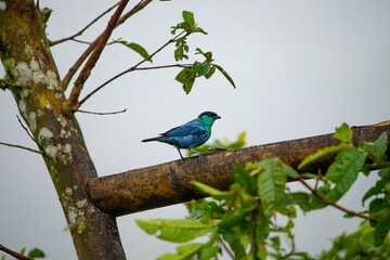 Beautiful photo of an exotic and tropical bird in blue-turquoise color sitting on a branch in a tropical forest
