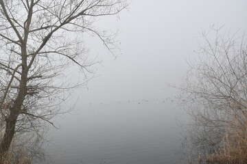 Tree in the fog | foggy lake landscape