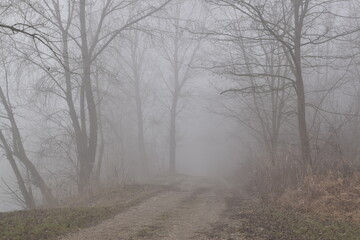 Obraz na płótnie Canvas Fog in the forest | moody landscape