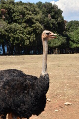 Beautiful ostrich photo at Brijuni national park Croatia.