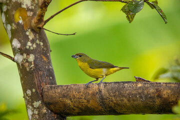 Beautiful photo of a tropical exotic bird of green color with a yellow belly, sitting on a branch on a green background
